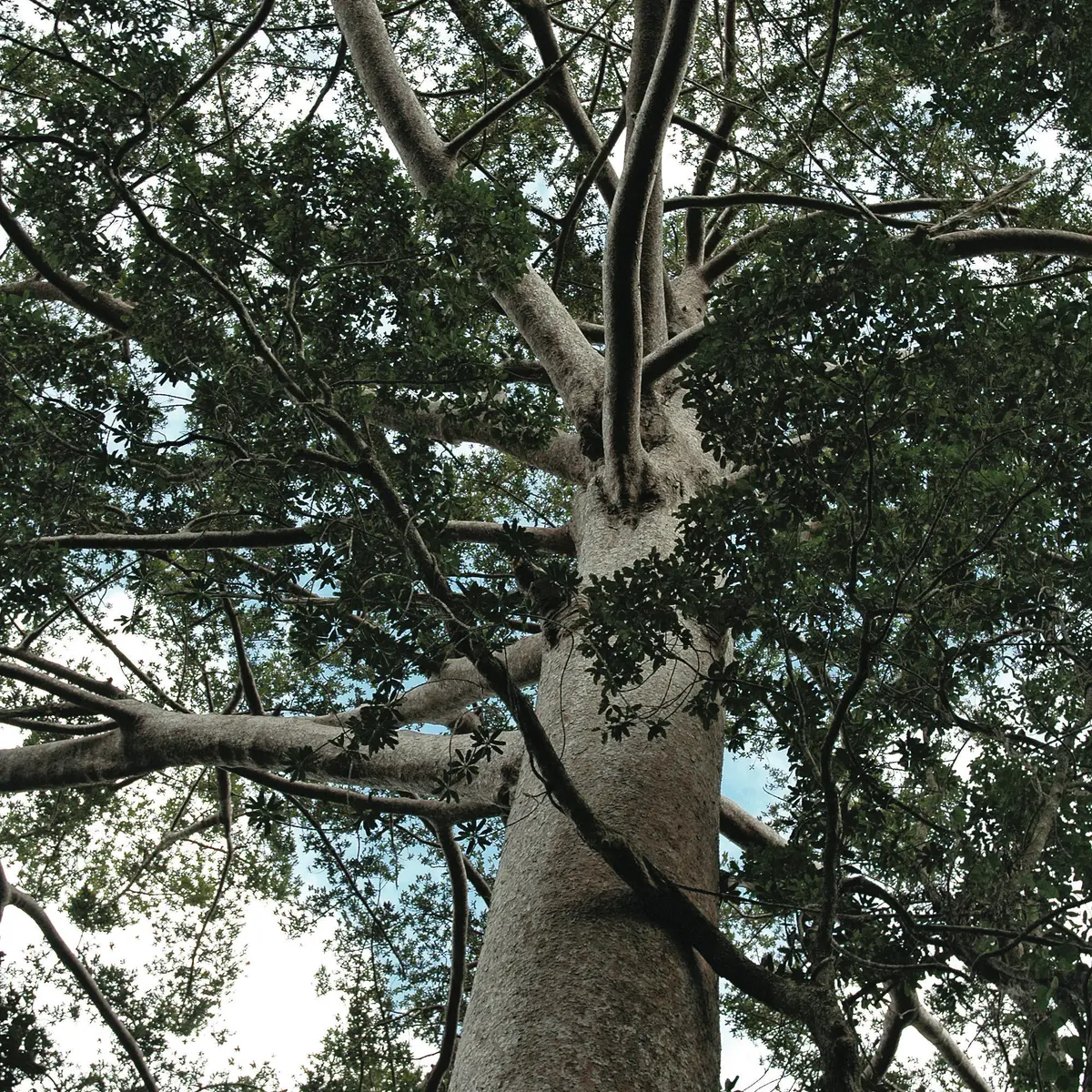 Kaori (Agathis Lanceolata)