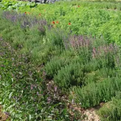 Miels & herboristerie