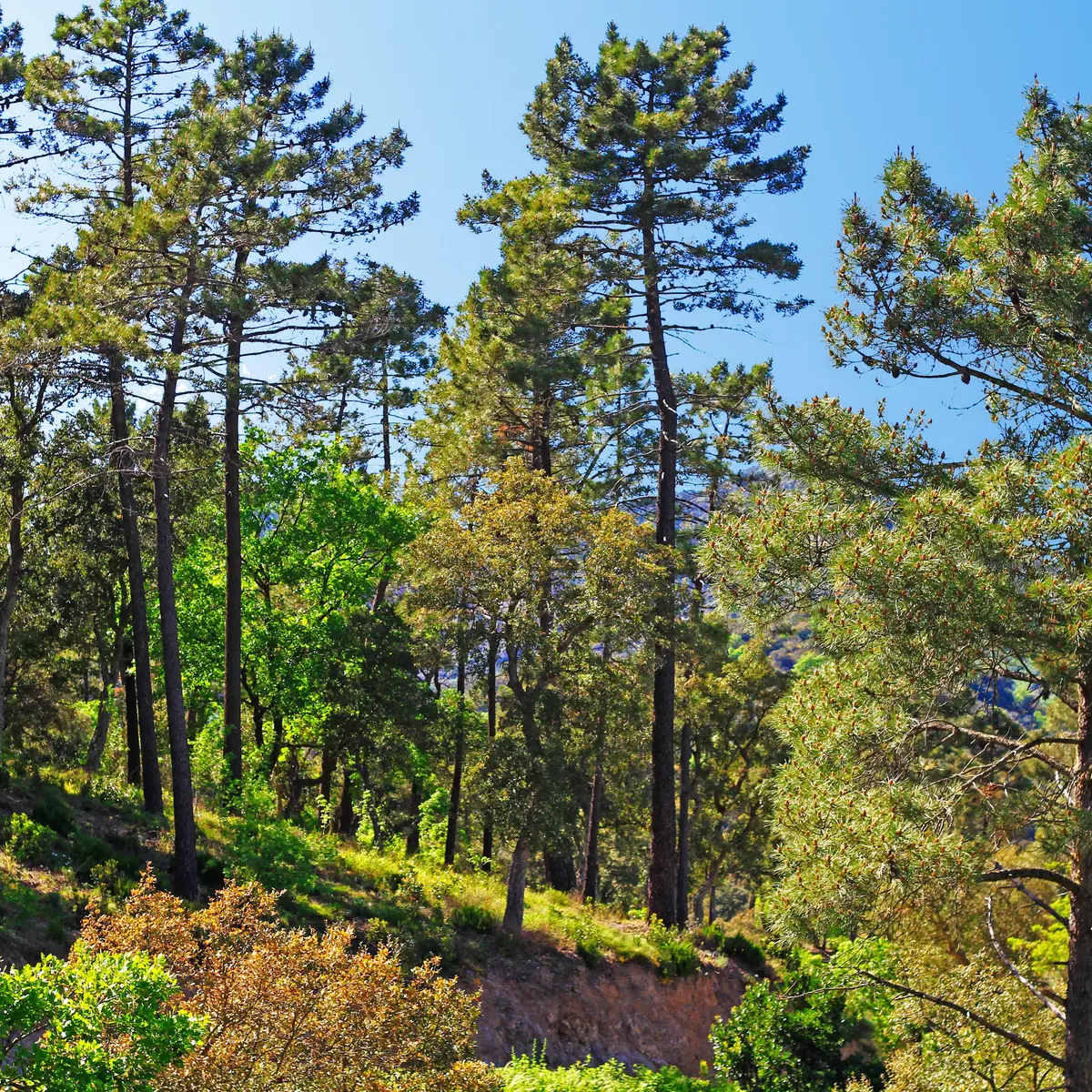 Au pied du mont Vinaigre_Fréjus