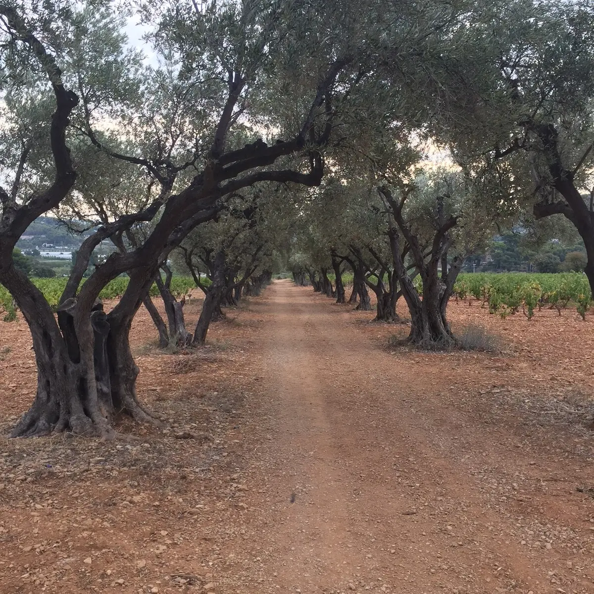 Allée d'oliviers du GR