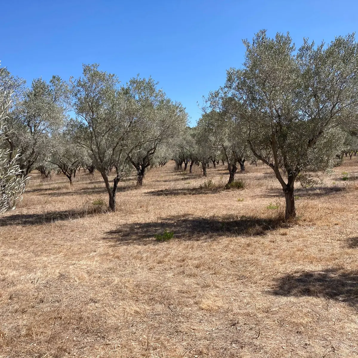 Vergers conservatoires