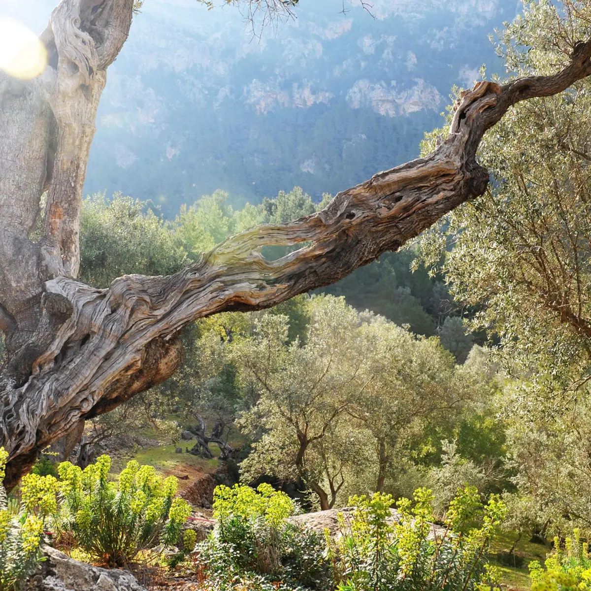 Champ d'oliviers et autres flores aux abords du sentier