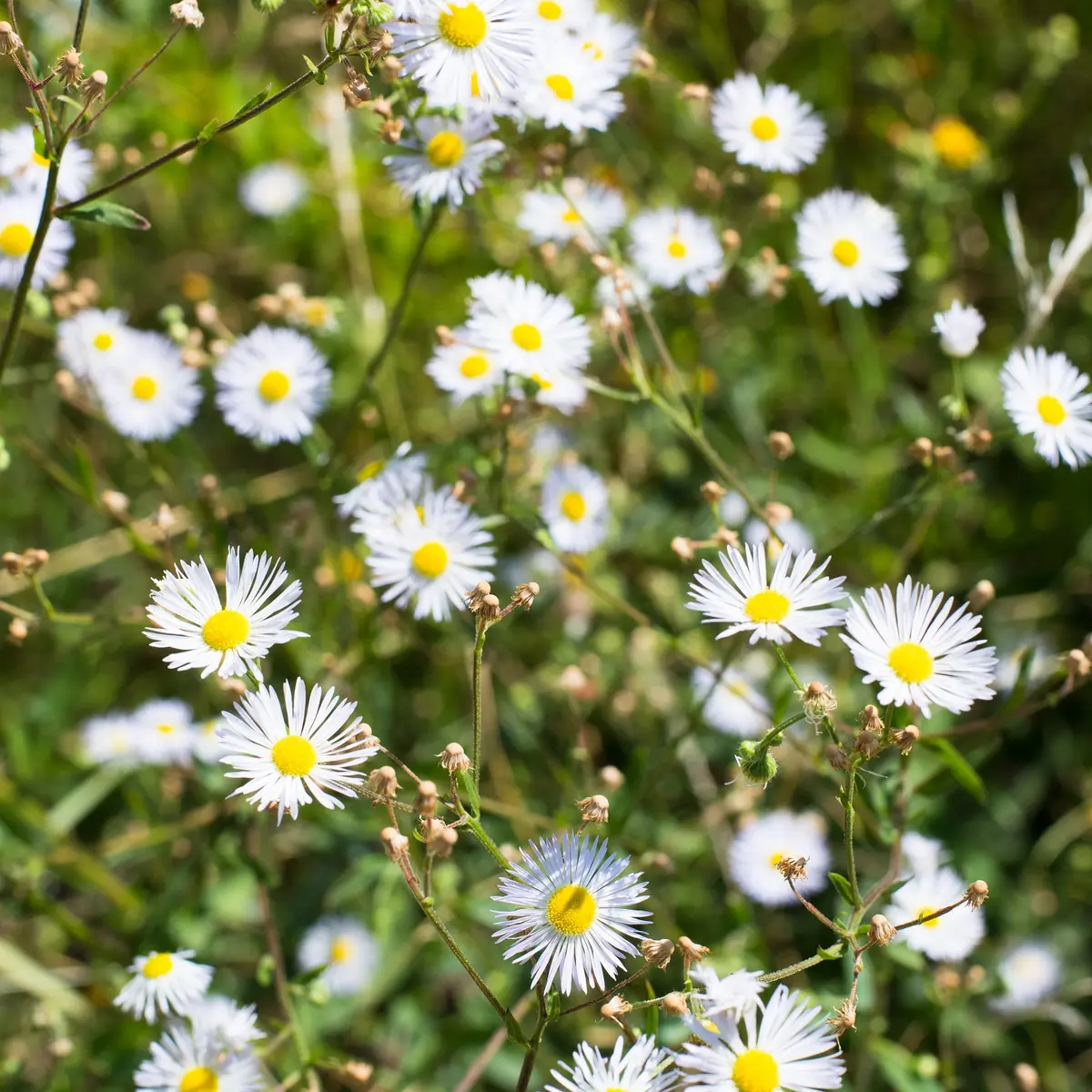 Fleurs