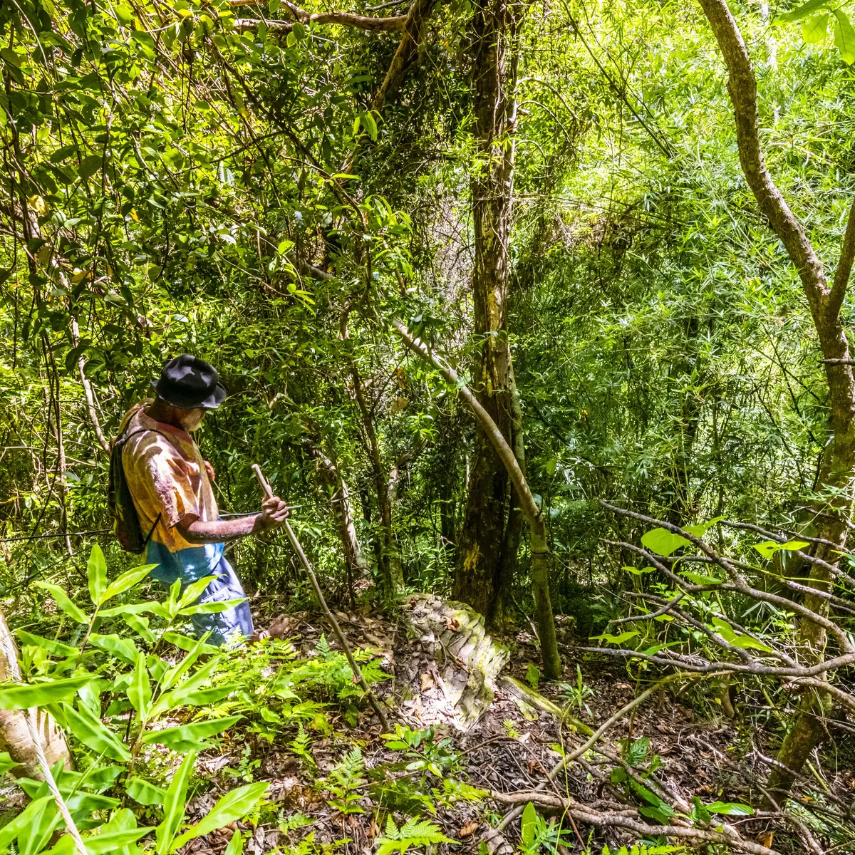 randonnée, forêt, pédestre, guide, Touho, côte océanienne