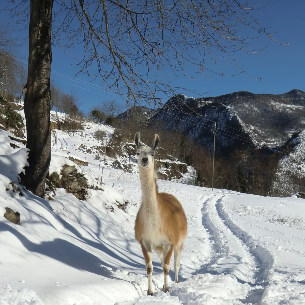 un lama dans la neige