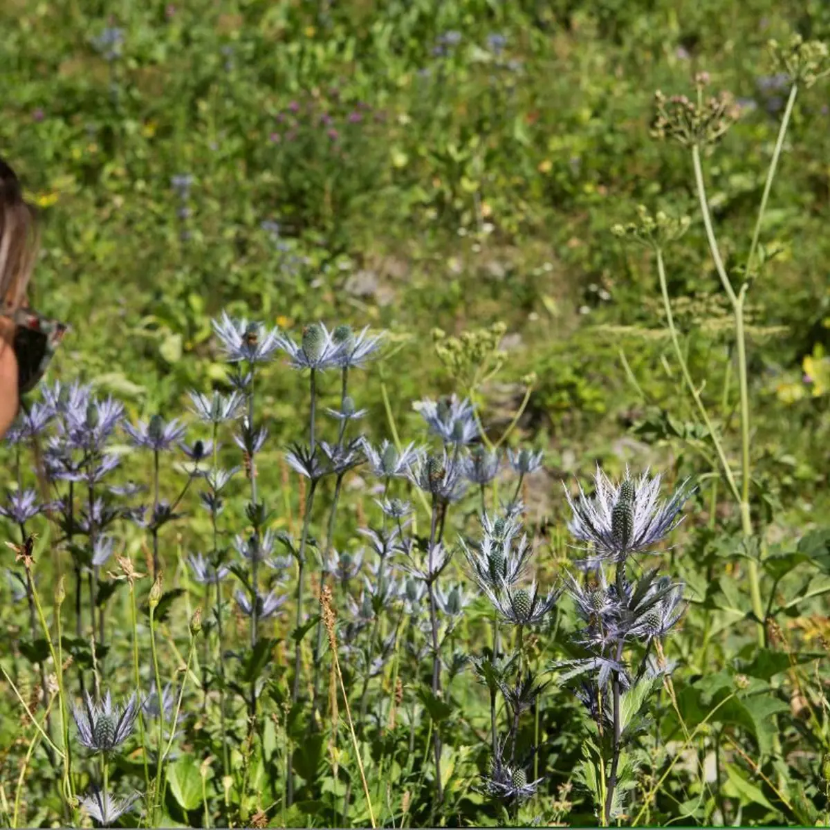 Prairie à Reine des Alpes des Deslioures, vallon du Fournel