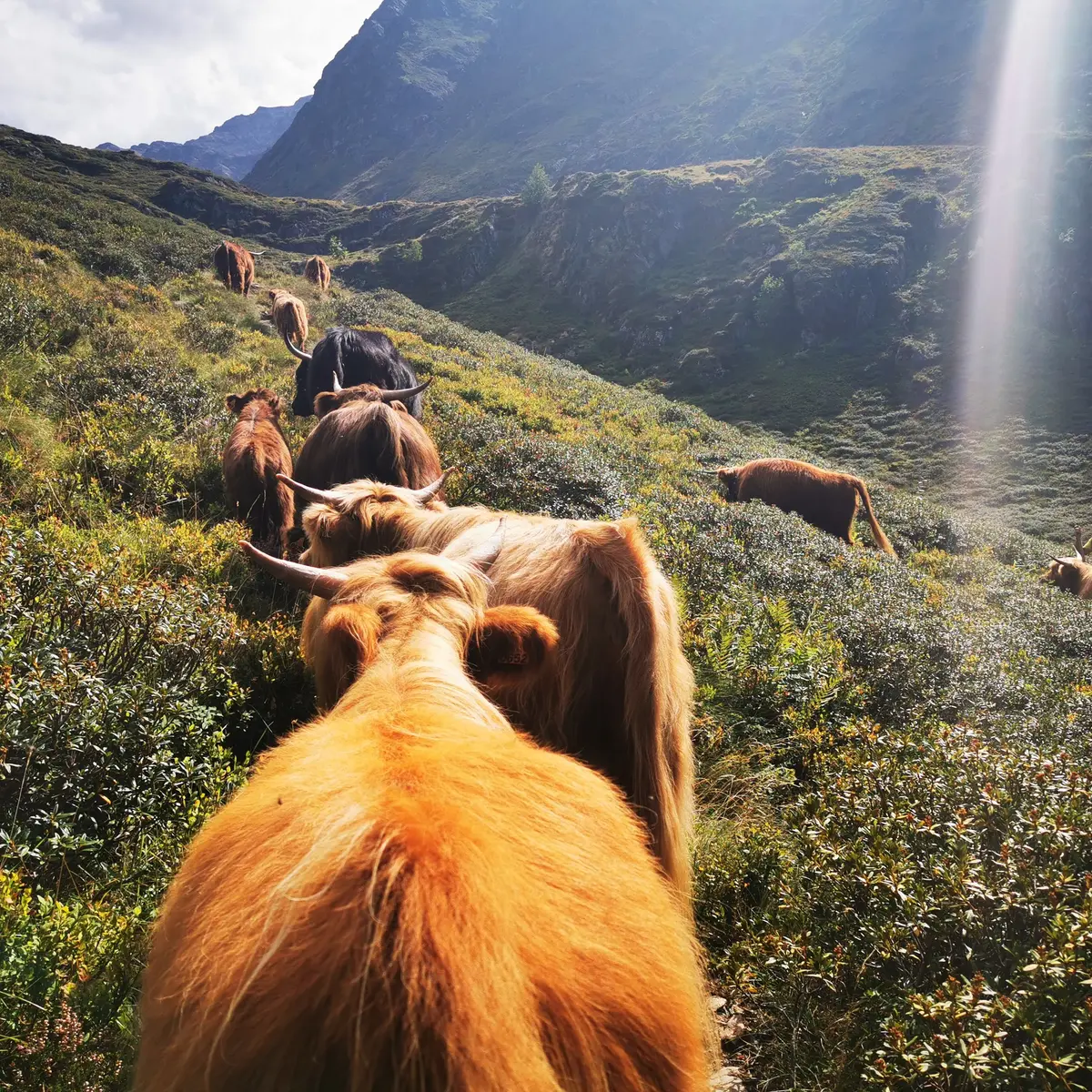 Highland Cattle estive
