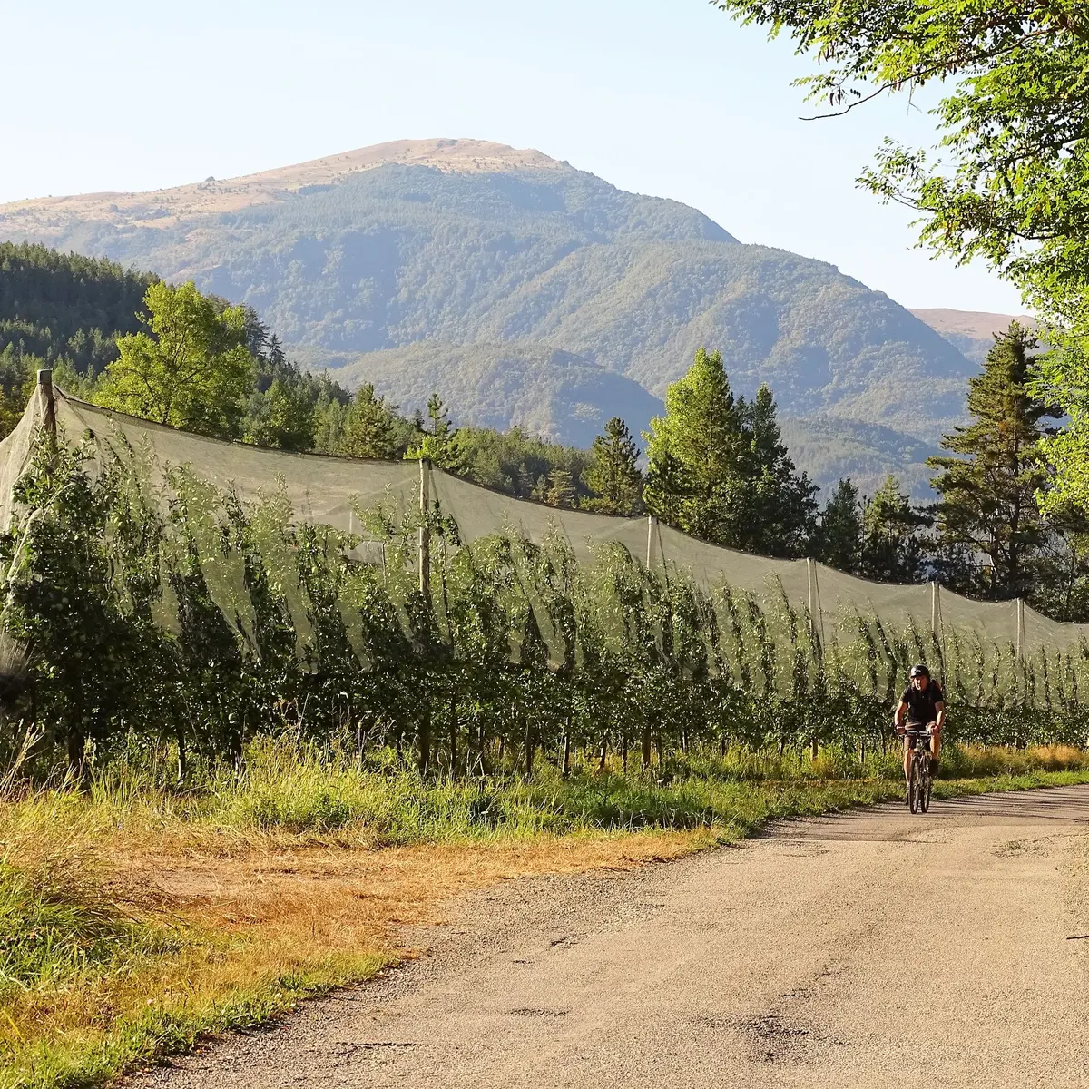 Pédalage en douceur à travers les vergers