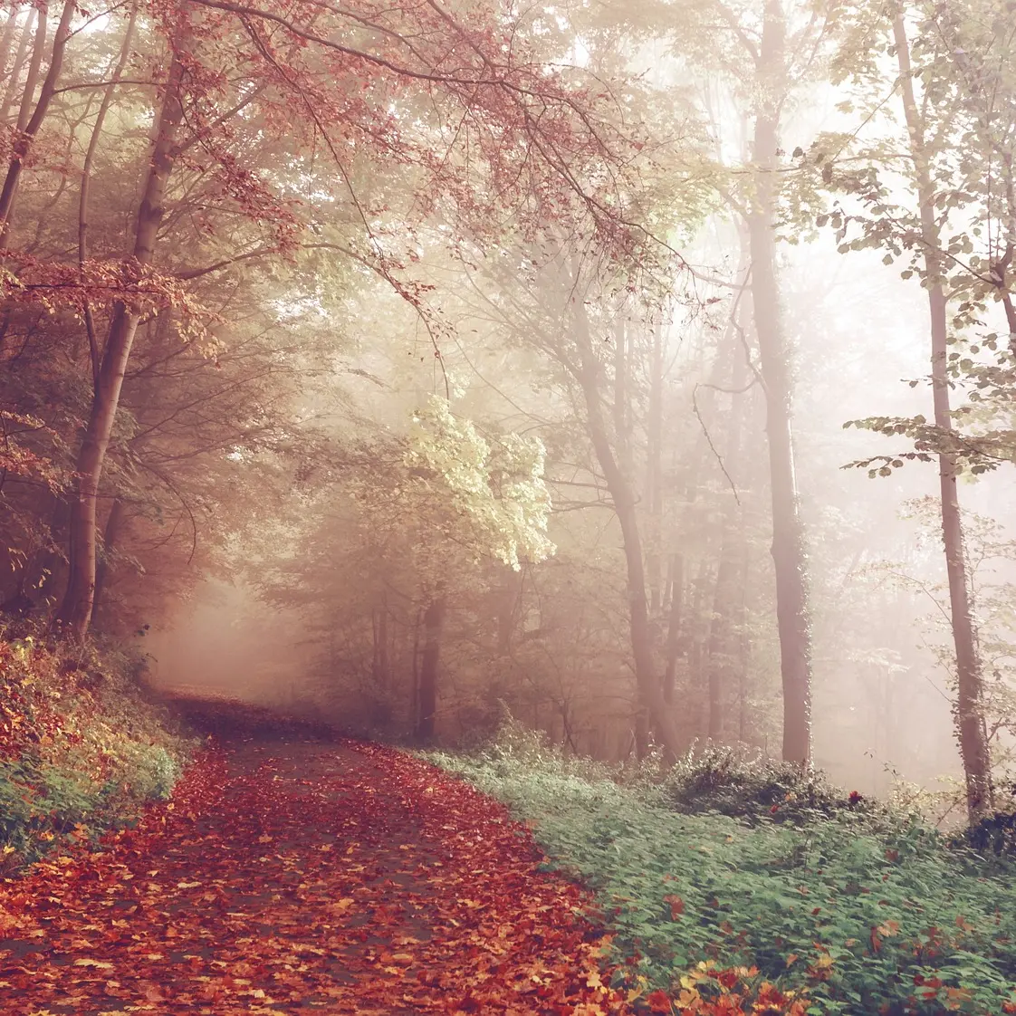 sentier