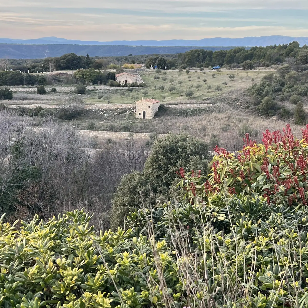 Olive grove of Baudinard