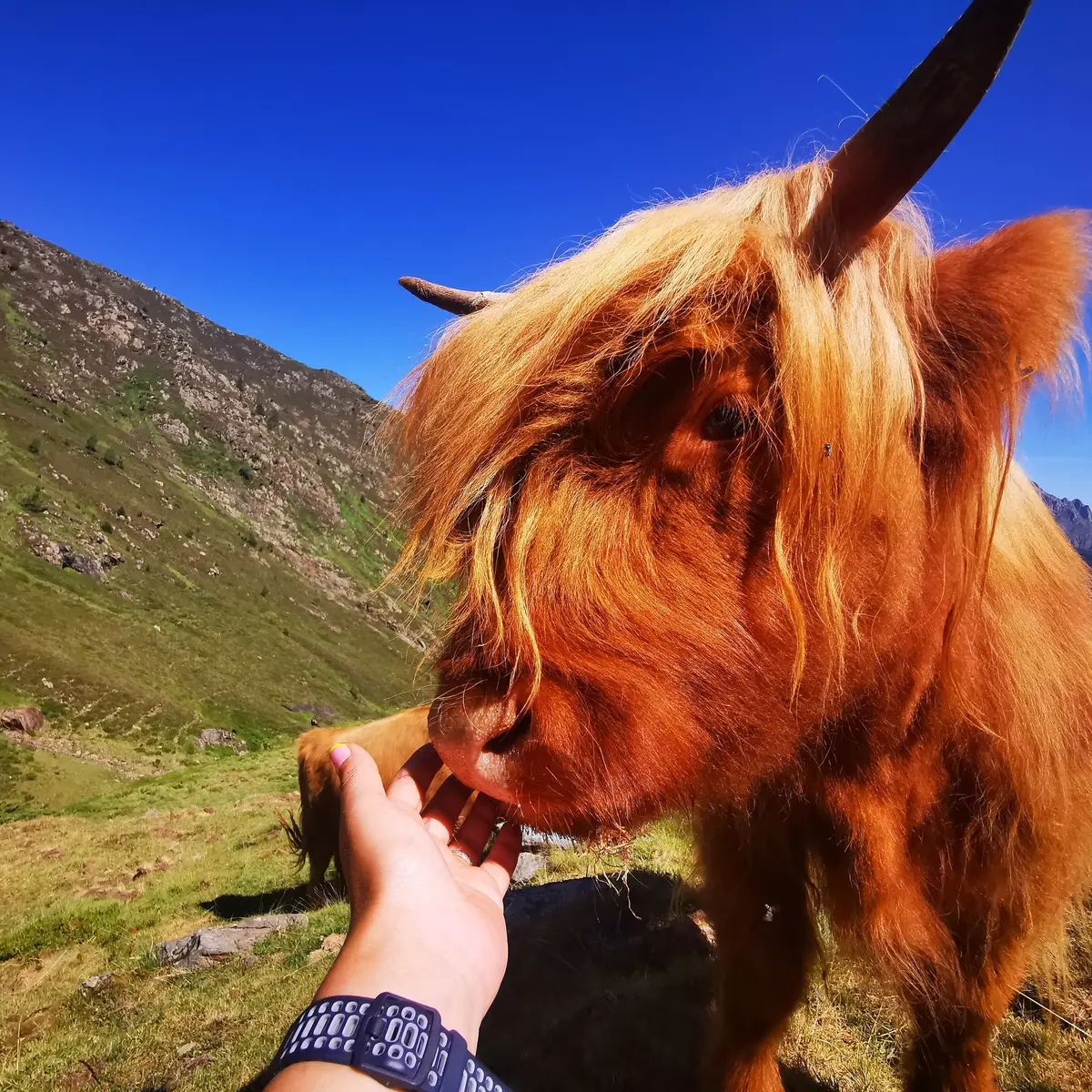 Highland Cattle