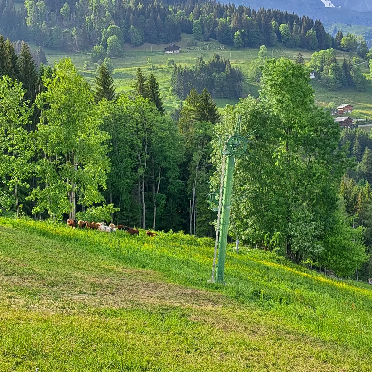 Téléski de Frébouge et les vaches