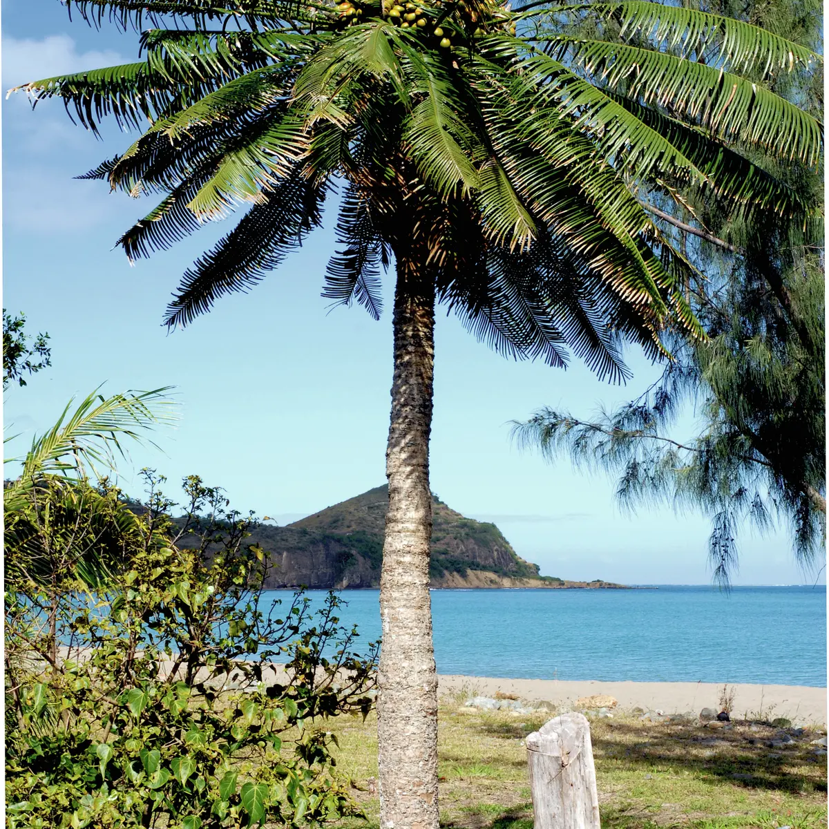 Pied de Cycas sur la plage de la Roche Percée