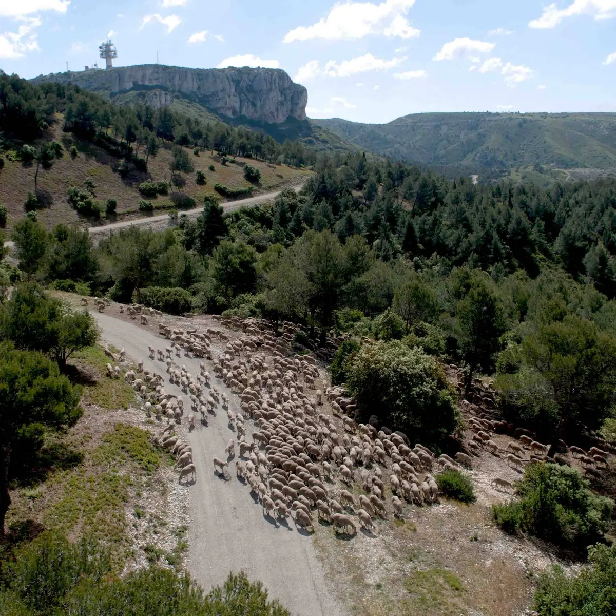 Troupeau ovin en vue de la Caume
