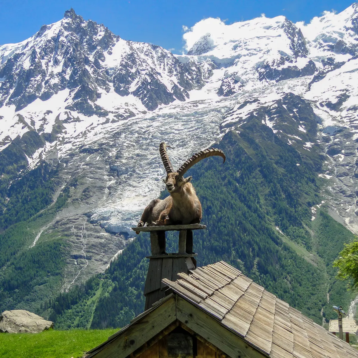Bouquetin au parc de Merlet aux Houches - en arriere plan chaîne du Mont-Blanc