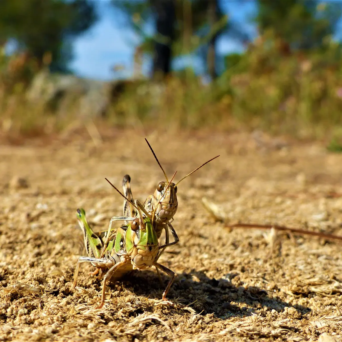 Couple de criquets en train de pondre