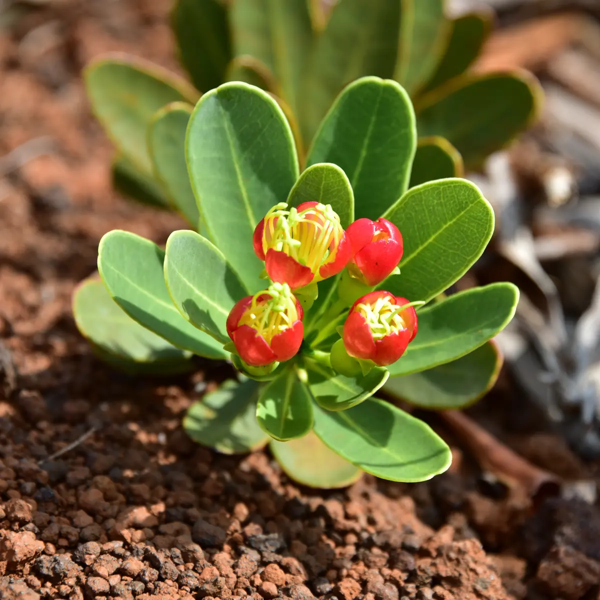 Myrtacées (Xanthostemon aurantiacus