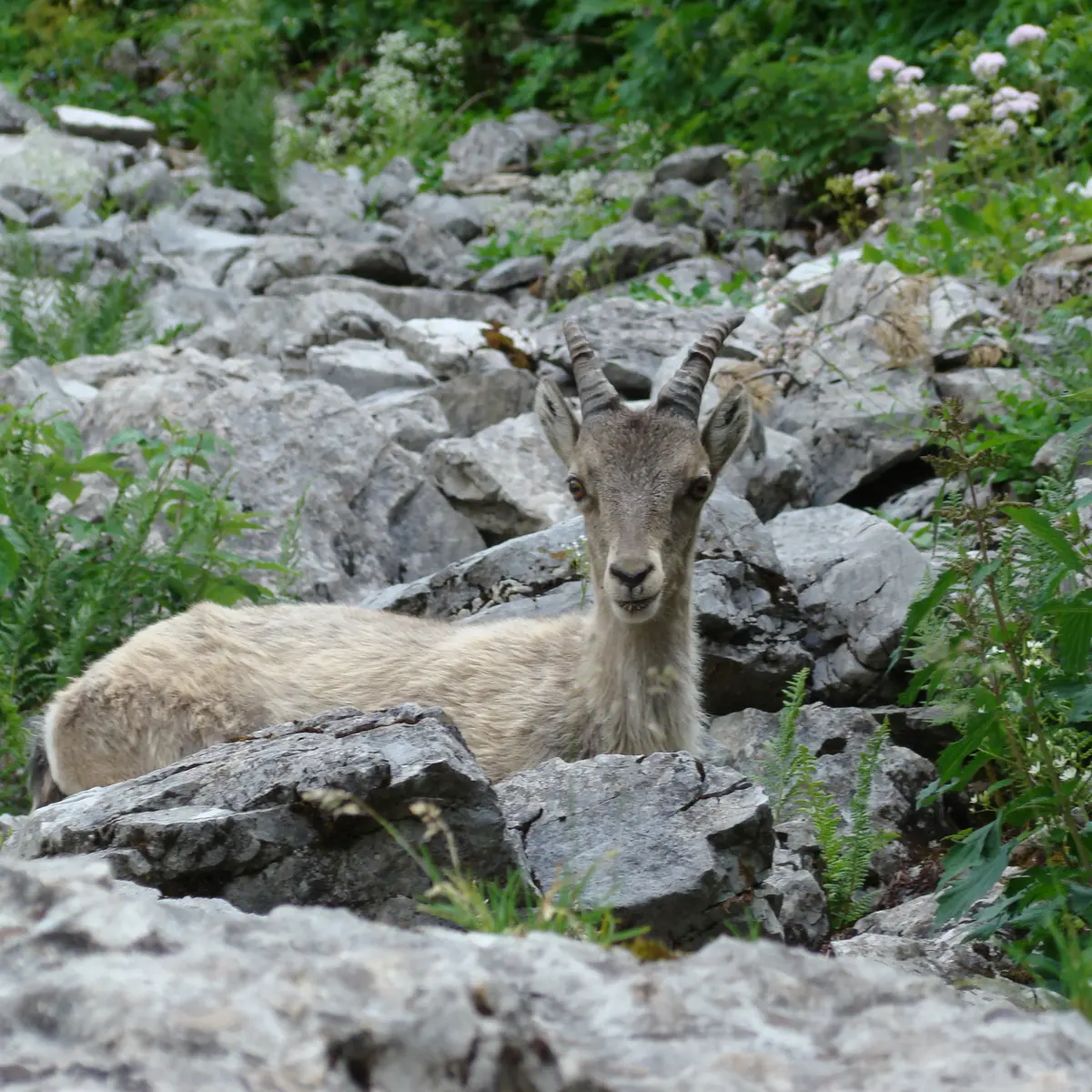 Bouquetin, Lac d'Arvouin