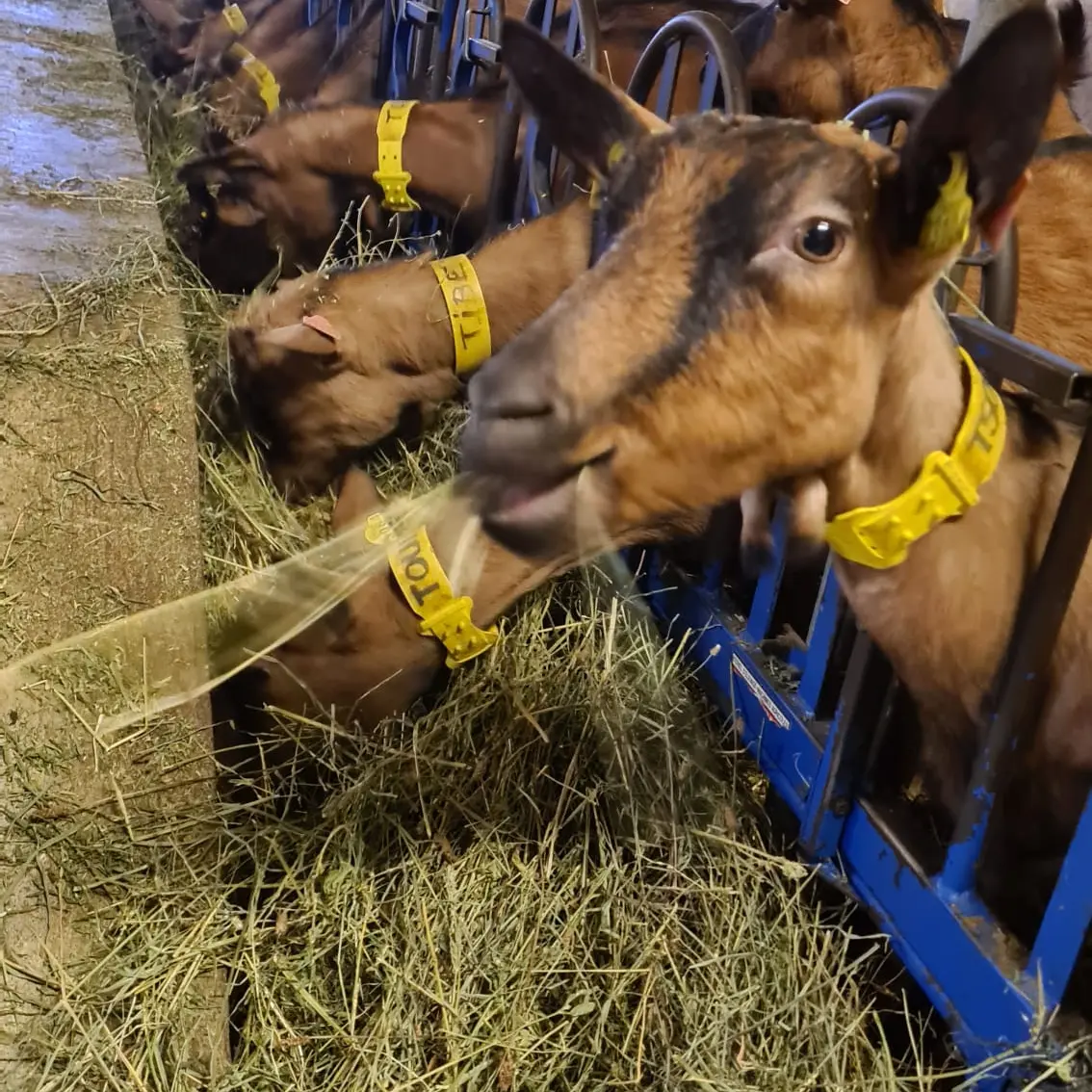 La Ferme Tout là Ô_Orcières