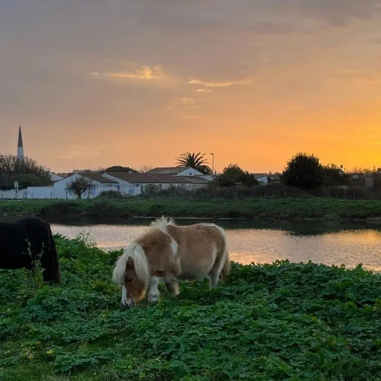 Nos Shetlands à Ars-en-Ré