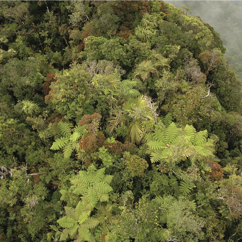 Forêt primaire