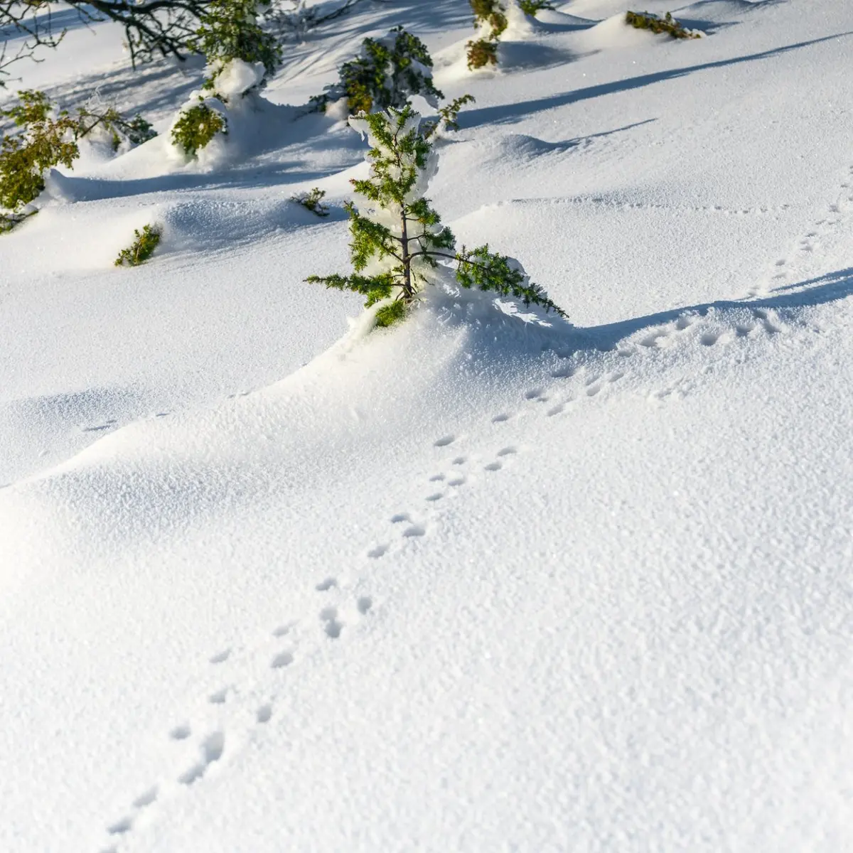 Traces dans la neige