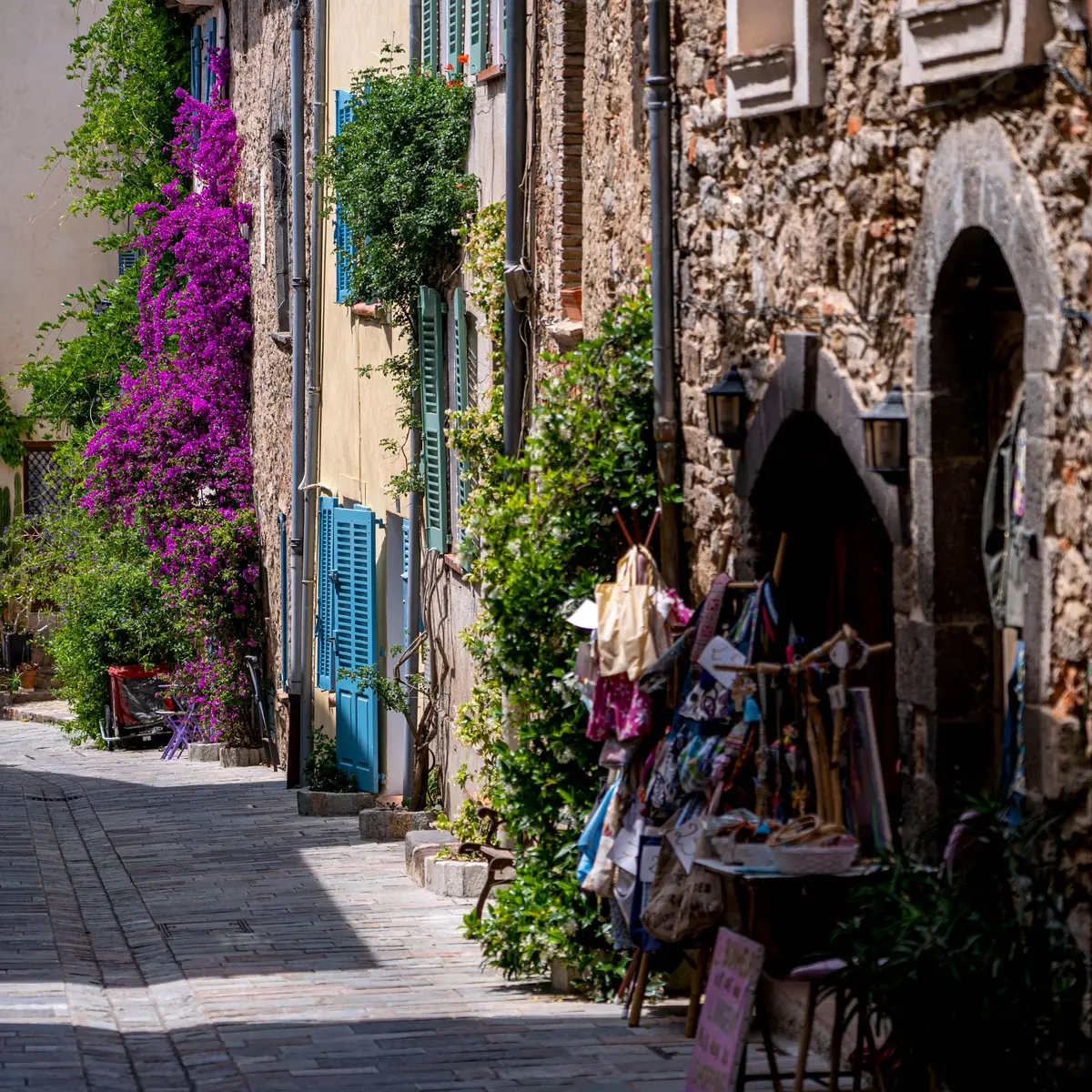 Les bougainvilliers à Grimaud