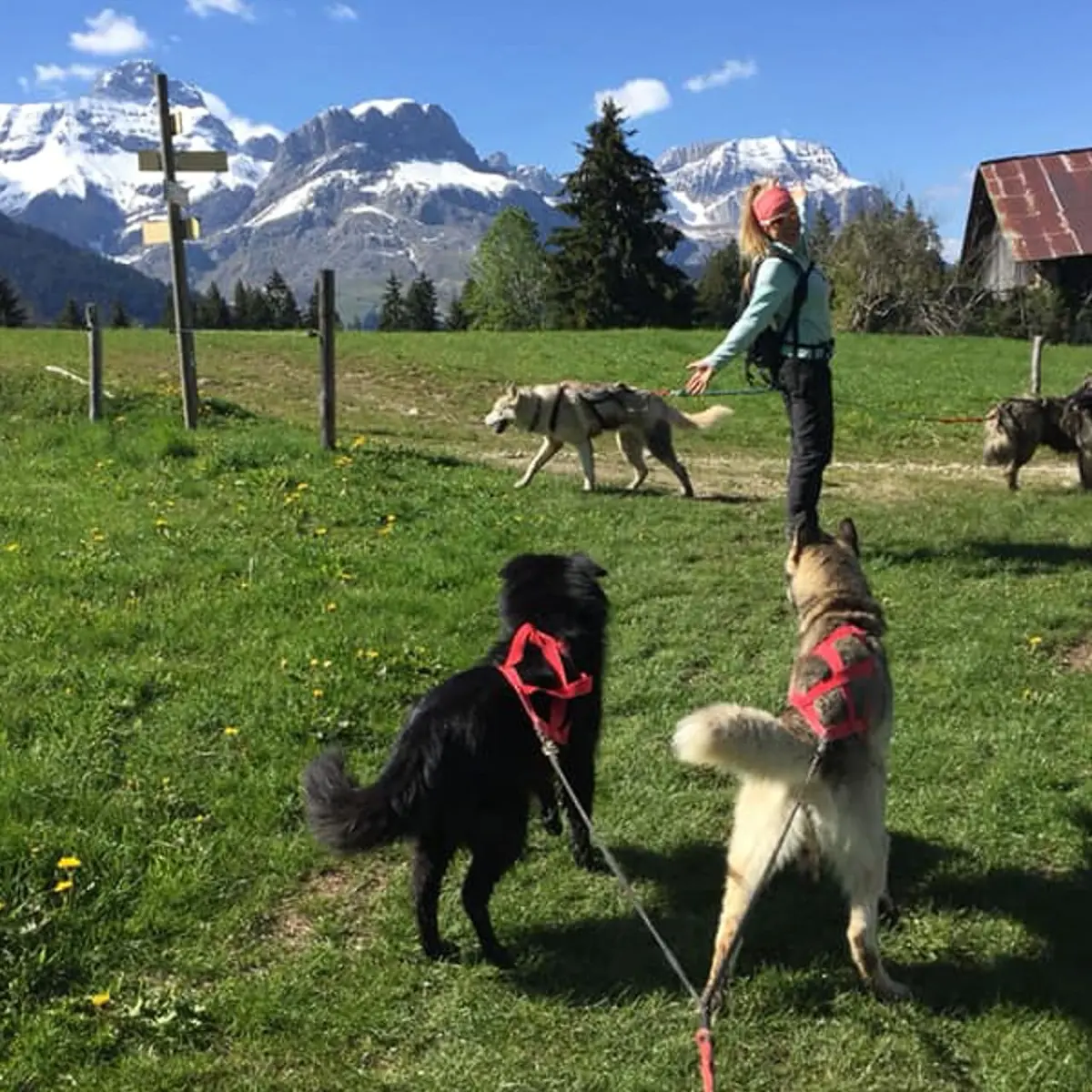 Cani-marche tegen de bergen