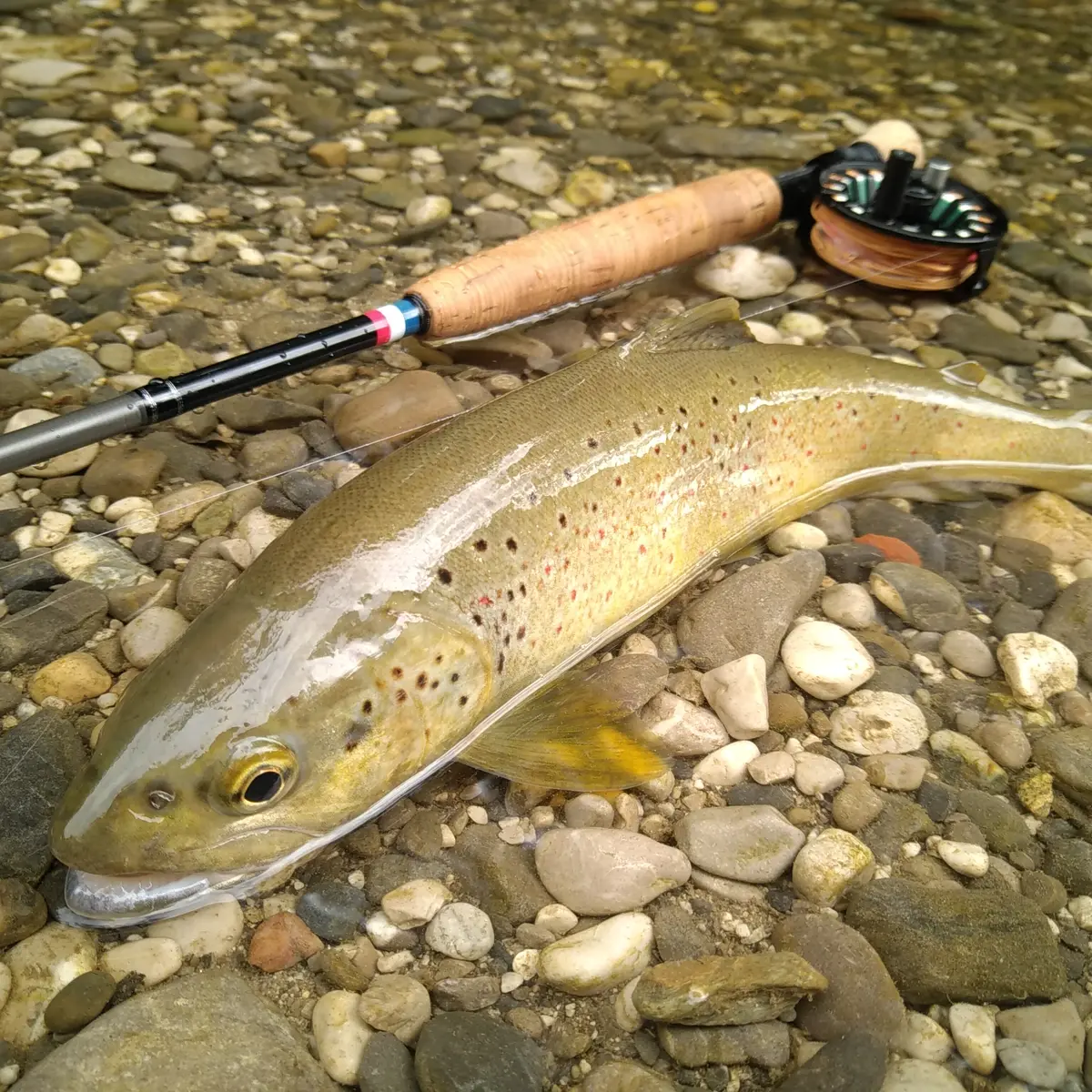 Truite fario pris à la mouche