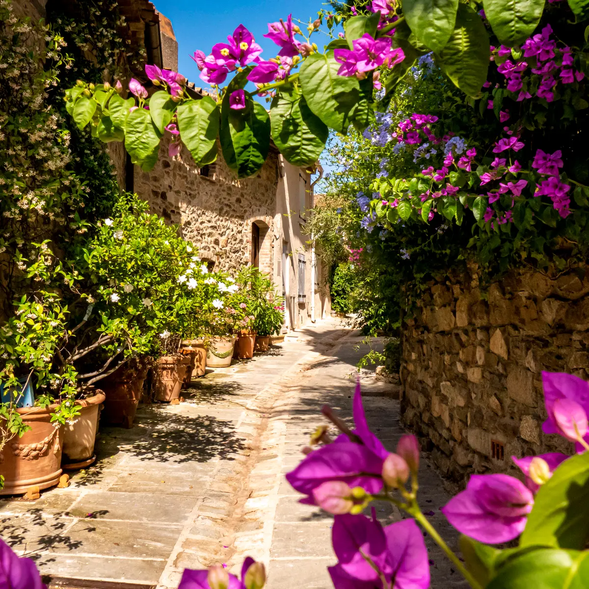 Les bougainvilliers à Grimaud