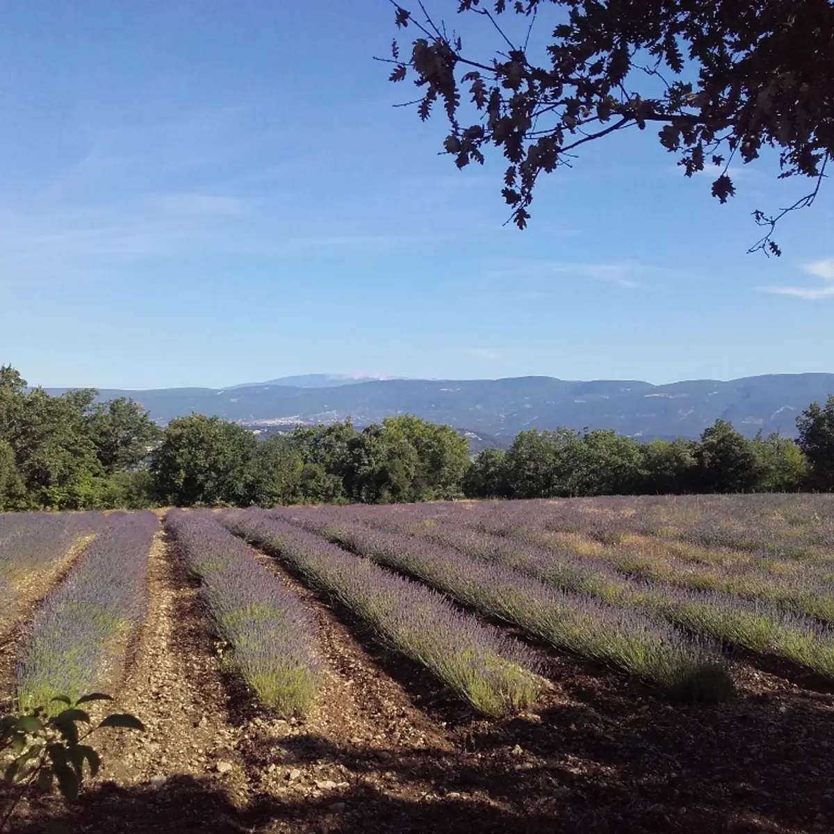 Vue sur les Monts-de-Vaucluse et le Mont-Ventoux