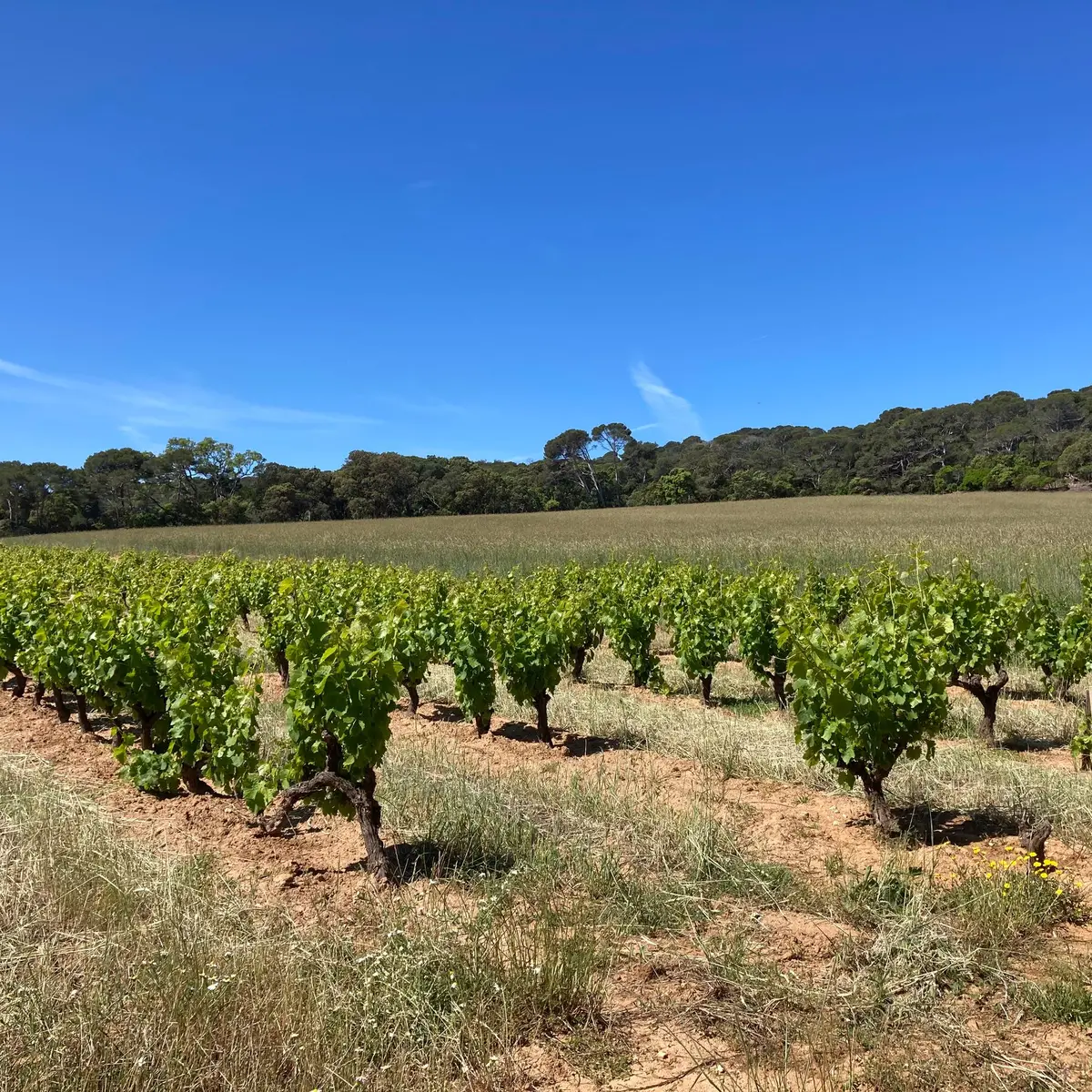 Vignobles à Porquerolles