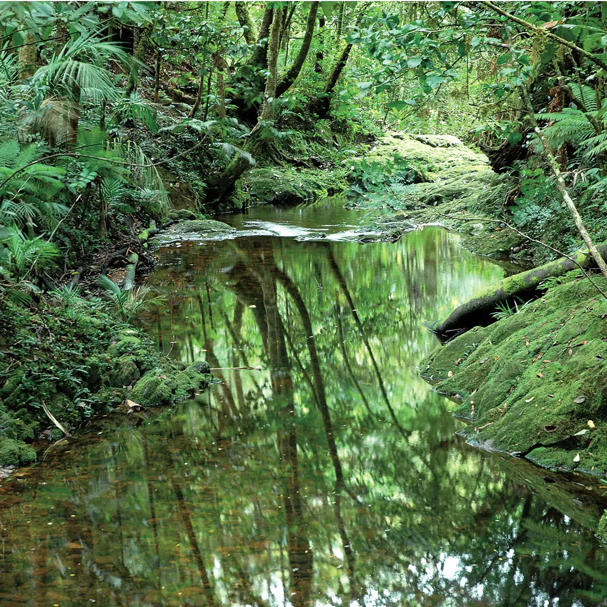 Le creek Dogny (entre les points n°5 et n°6).