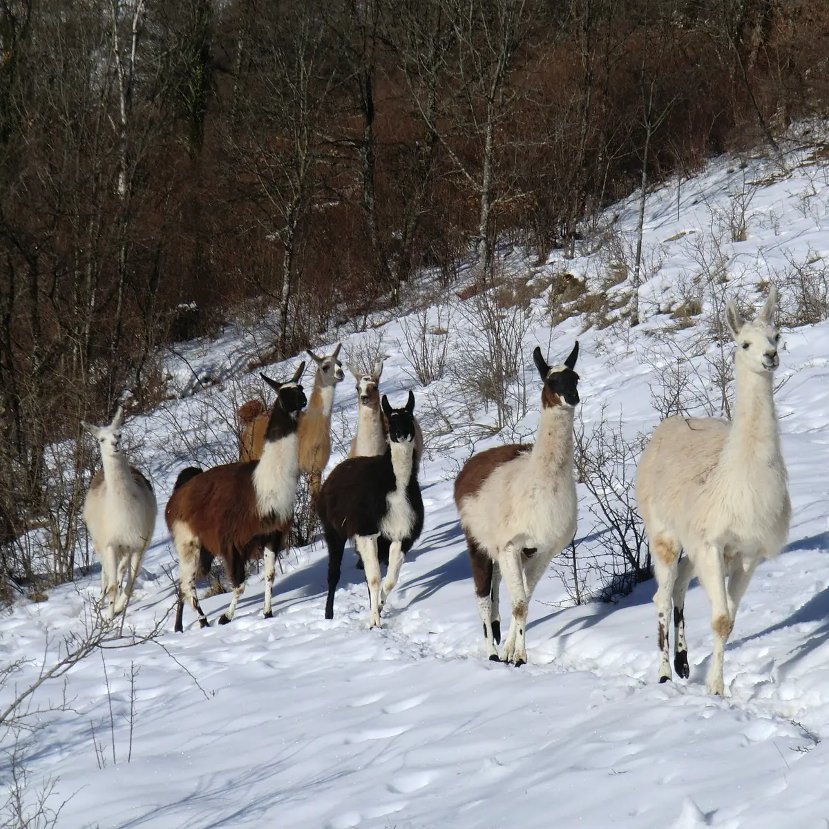 groupe de lamas dans la neige