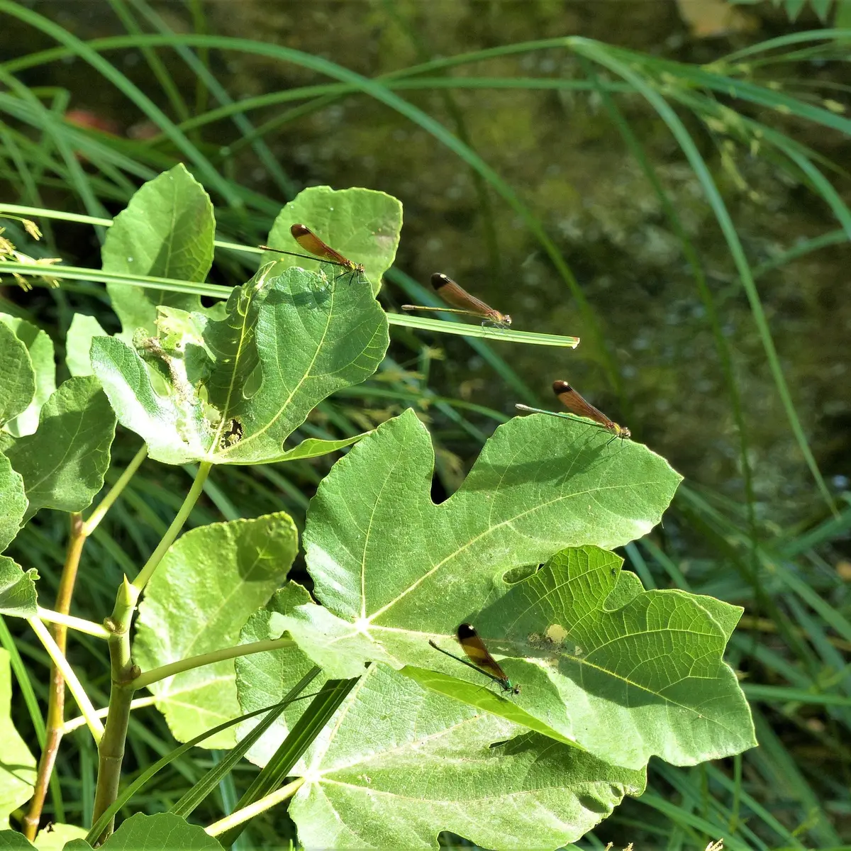 Libellules au-dessus du gaudre du Trible
