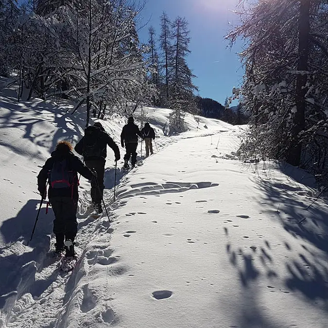 Sur les traces du Loup