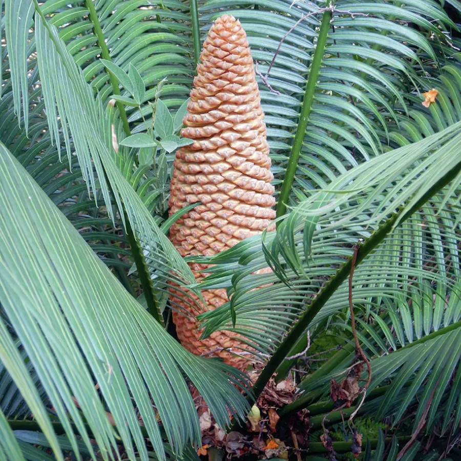 Cycas male