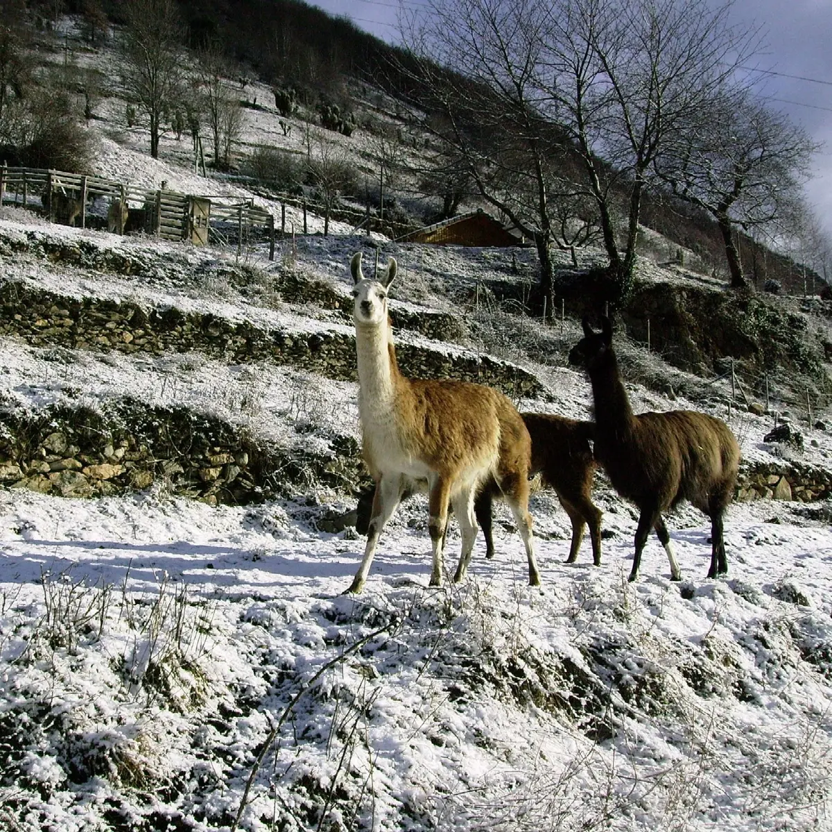 2 lamas dans la neige