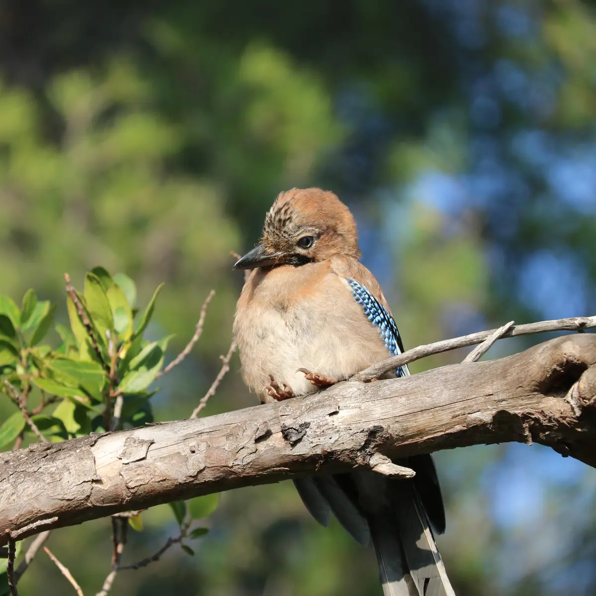 Activité enfants « Traces et indices des animaux en hiver »_Rayol-Canadel Sur Mer