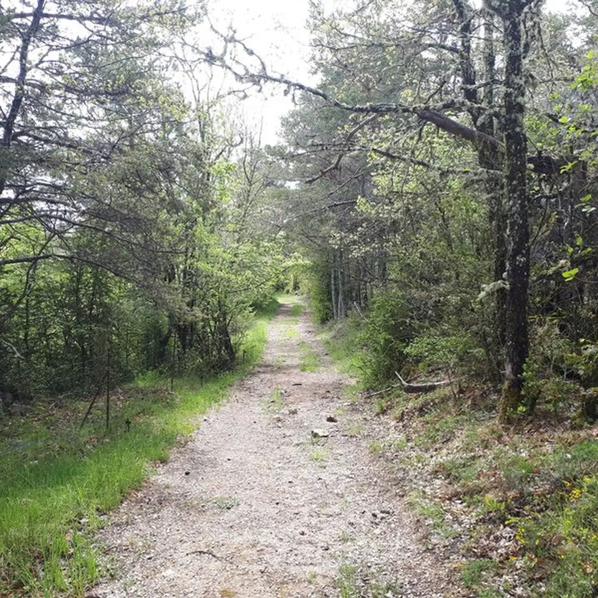 Petit sentier bordé de végétation typiquement méditerranéenne