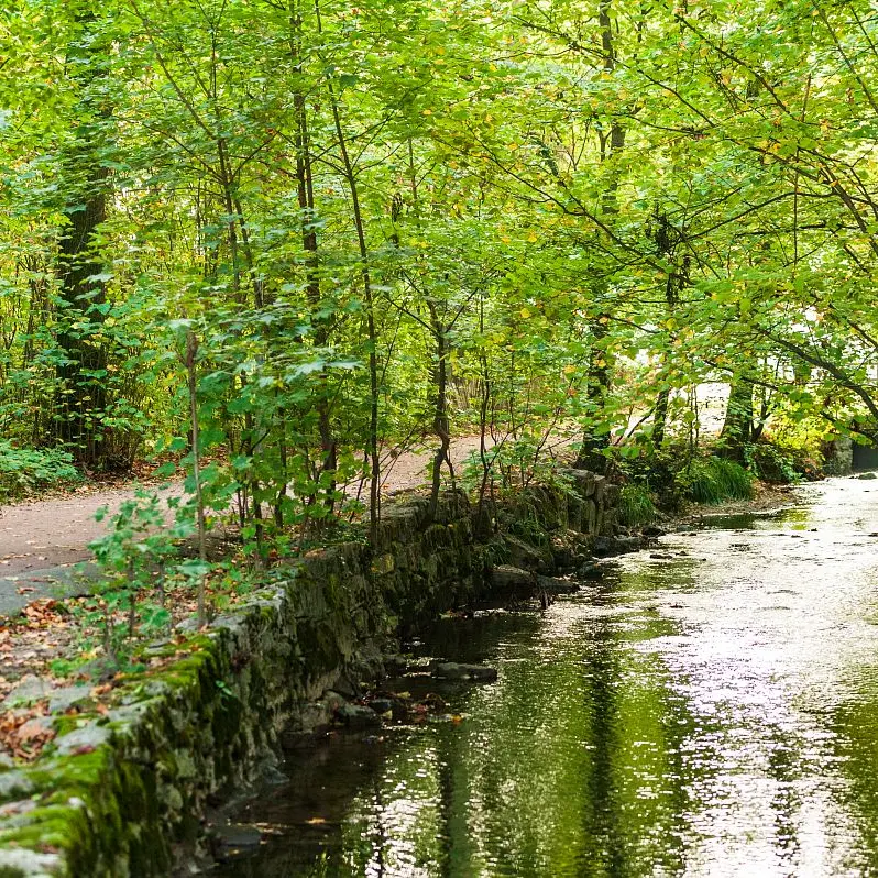 parc de buisson rond