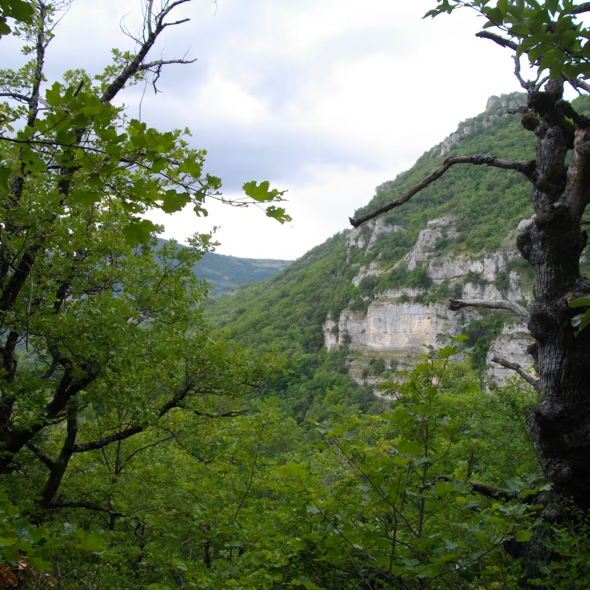 Les chênaies sur Val Buëch Méouge