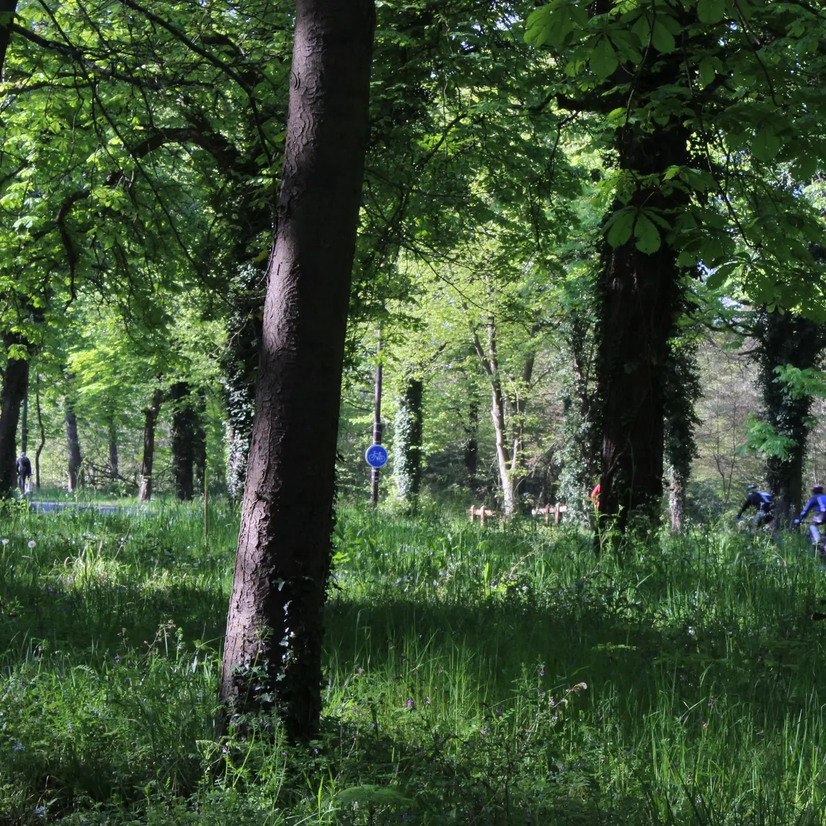 Sentier de l'étoile de Beaumont en forêt de Saint-Germain