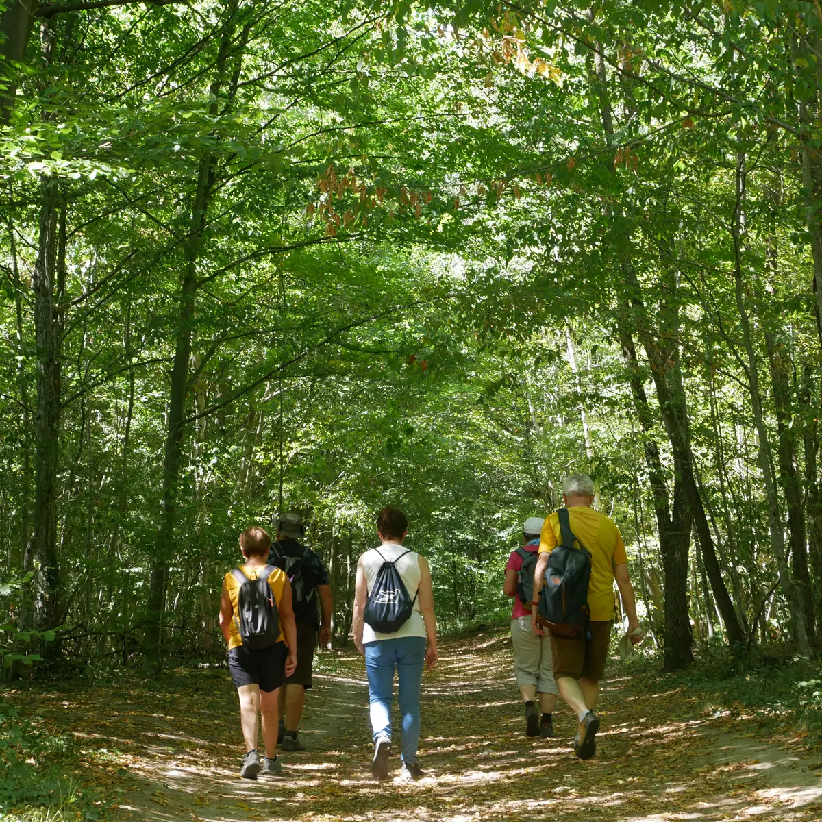 Sentier de l'étoile de Beaumont en forêt de Saint-Germain
