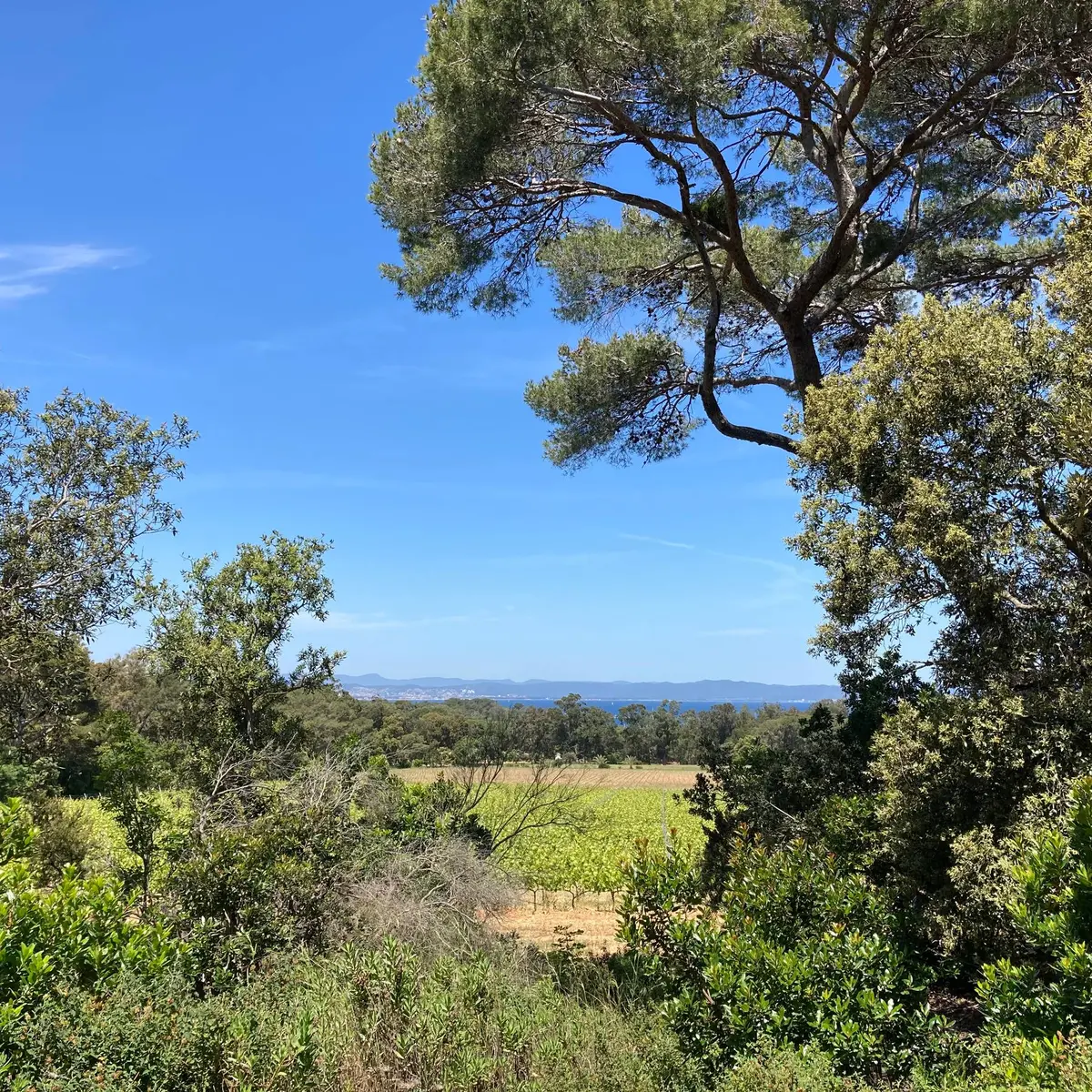 Vue depuis le sentier à Porquerolles
