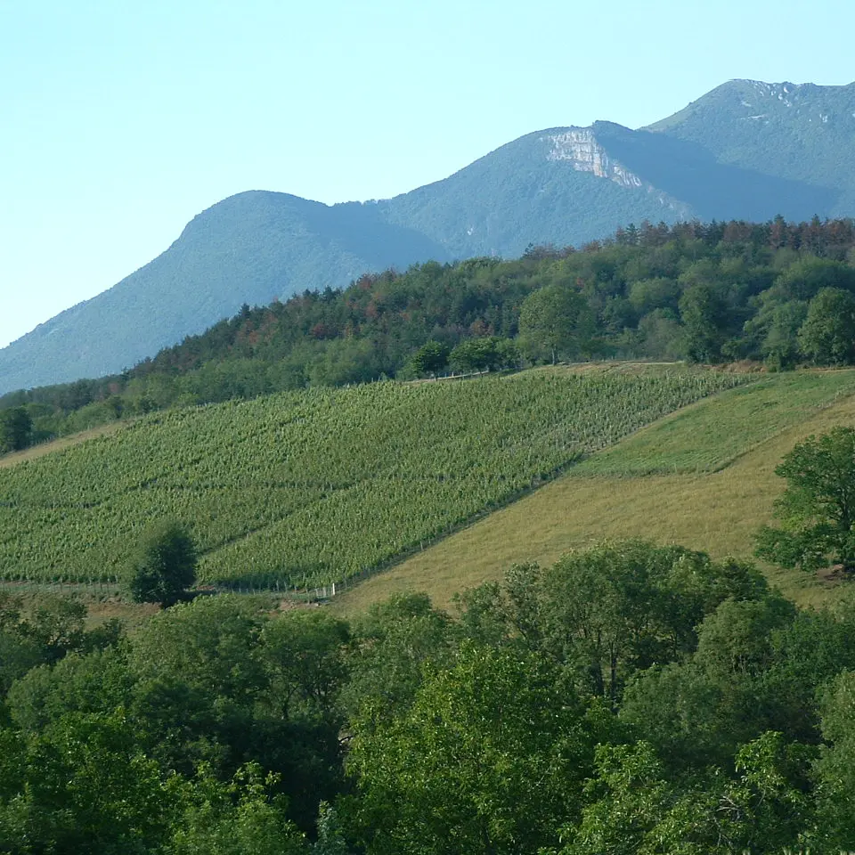 Vignes Saint-Champ