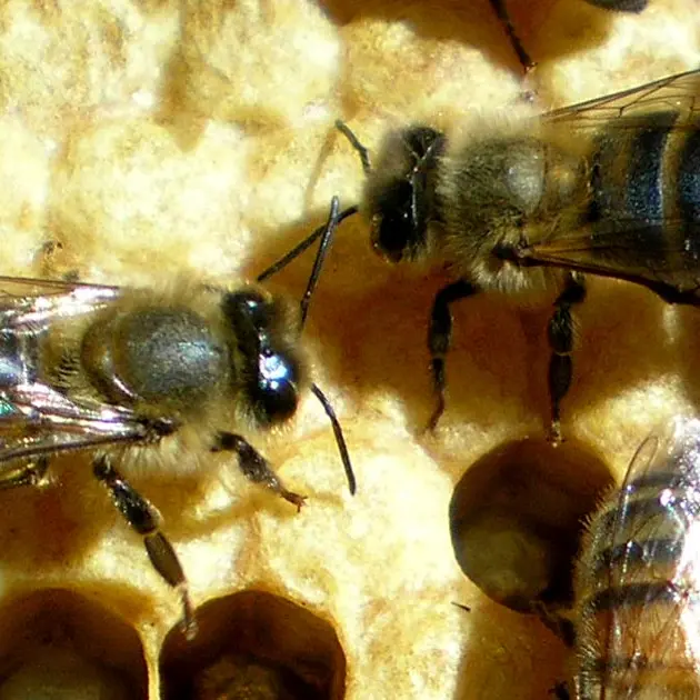Abeilles - Miellerie pédagogique des Délices au Miel