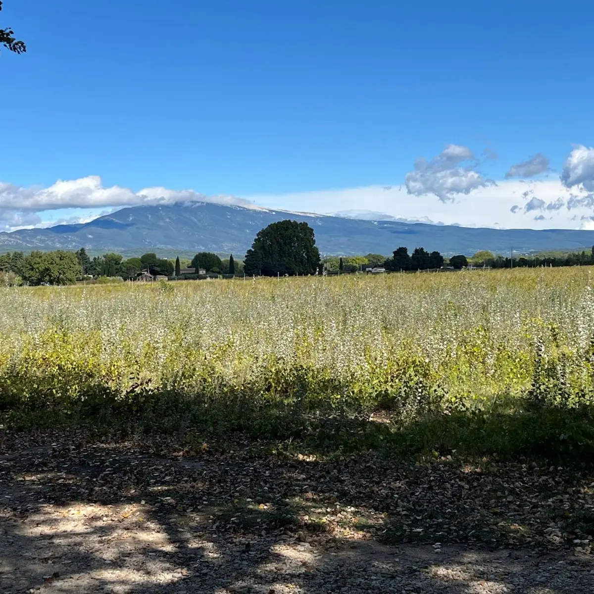 Vue sur le Ventoux