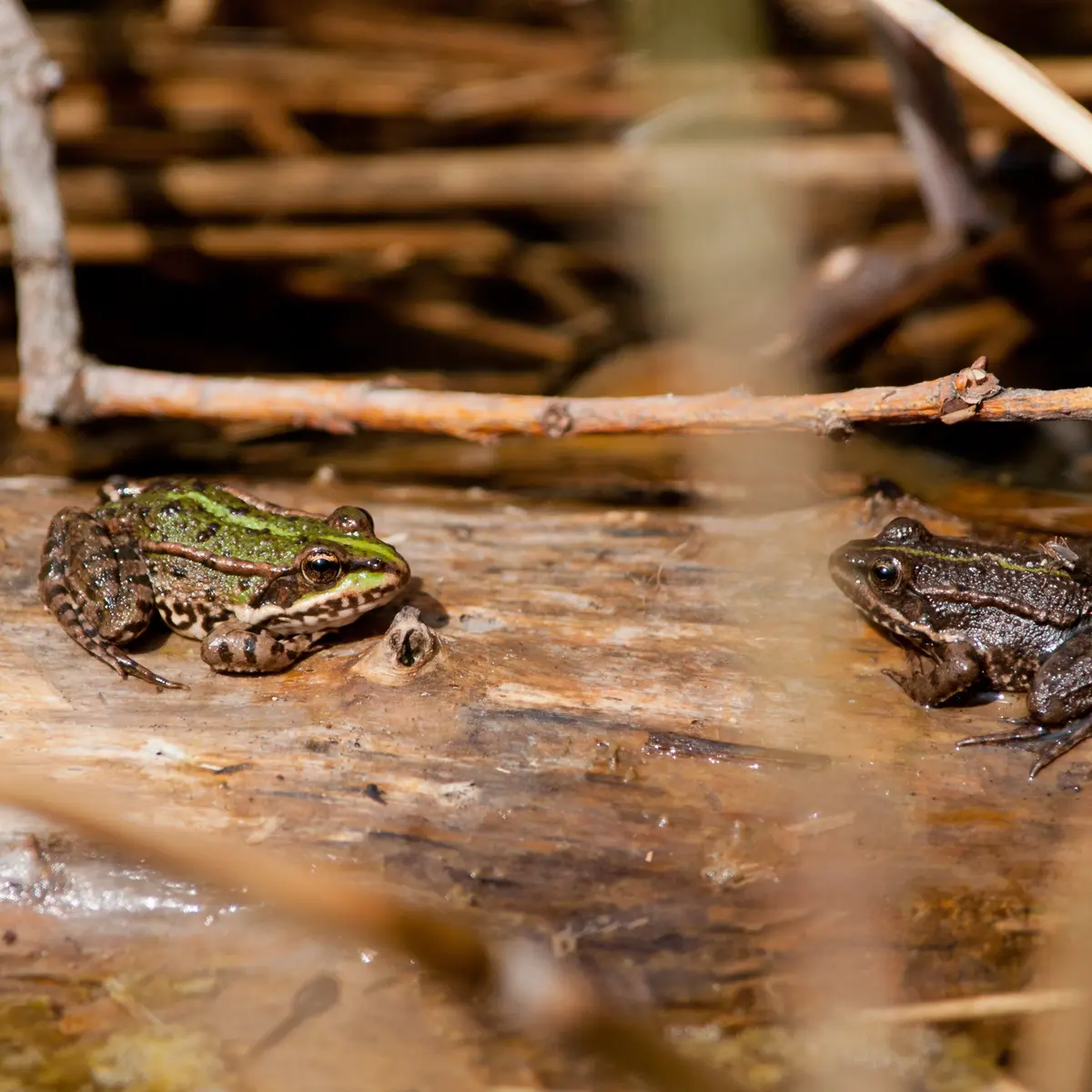 Grenouilles - vallée d'Abondance