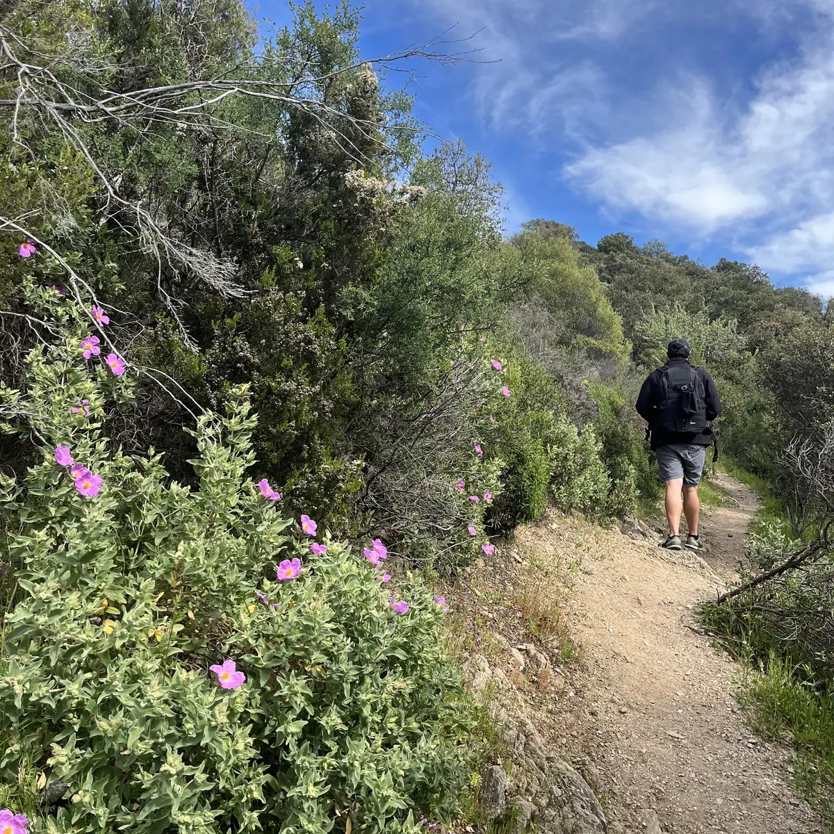 GR90 de Collobrières vers le Plateau Lambert
